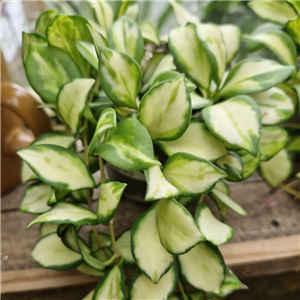 Hoya Heushkeliana 'Variegata'